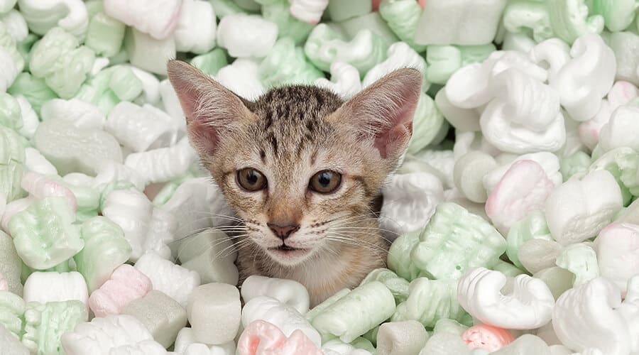 A cat playing in packing peanuts